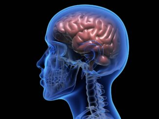 Human brain