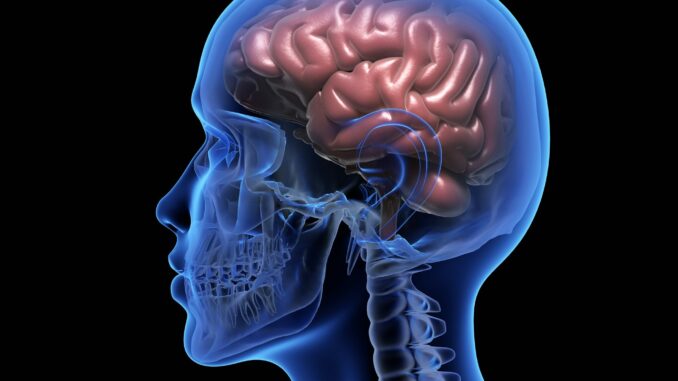 Human brain